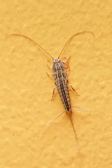 Lineata: 80180524 Four-Lined Silverfish - on a house wall