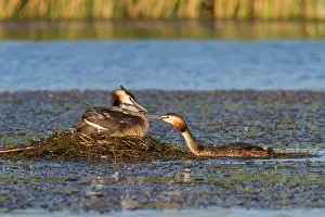 Podiceps: 80180531 Great Crested Grebe - adults feeding a