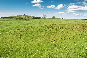 Clover: 80180534 Crimson Clover - flowers on field Penama
