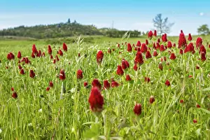 Clover: 80180535 Crimson Clover - flowers on field Penama