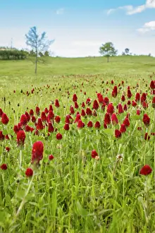 Clover: 80180536 Crimson Clover - flowers on field Penama