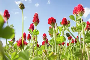 Clover: 80180537 Crimson Clover - flowers on field Penama