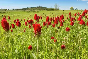 Clover: 80180538 Crimson Clover - flowers on field Penama
