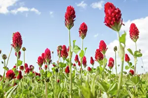 Clover: 80180539 Crimson Clover - flowers on field Penama