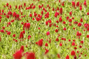 Clover: 80180540 Crimson Clover - flowers on field Penama