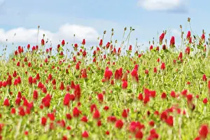 Clover: 80180541 Crimson Clover - flowers on field Penama