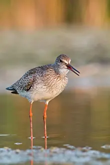 Tringa: 80180542 Common Redshank - walking on marsh Antela