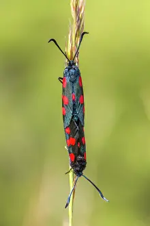 Zygaena: 80180543 Five-Spot Burnet Moth - mating on grass