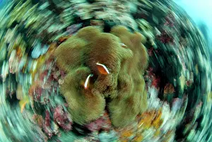 Anemonefish: 80180547 Orange Anemonefish - artistic view of pair