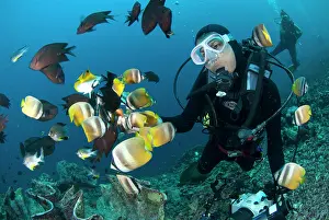 Butterflyfish: 80180549 Blacklip Butterflyfish - school being fed