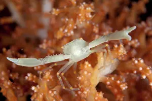 Manado: 80180558 Crowned Coral Crab Bualo (Manado Tua) dive