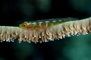 Bryaninops: 80180559 Wire Coral Goby Bualo (Manado Tua) dive