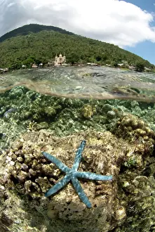 Manado: 80180560 Starfish - with corals and Manado Tua volcano