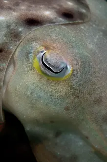 Manado: 80180563 Broadclub Cuttlefish - detail with eye