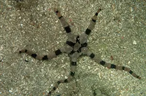 Superba: 80180565 Banded Brittle Star - on sand during night