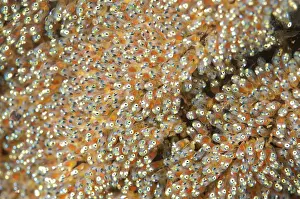 Anemonefish: 80180570 Anemonefish eggs Bethlehem dive site