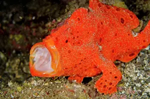Pictus: 80180575 Painted Frogfish - yawning on black sand