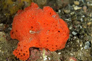 Pictus: 80180576 Painted Frogfish - on black sand on night