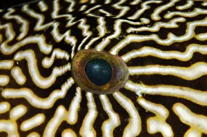 Arothron: 80180577 Map Puffer - eye - with ornate markings