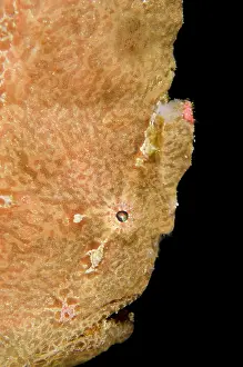 Commersonii: 80180579 Giant Frogfish - on night dive Bianca dive