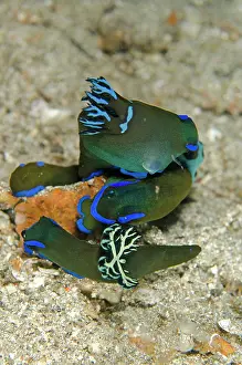 Gill: 80180582 Gloomy Tambja Nudibranches - Trio on night
