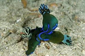 Gill: 80180583 Gloomy Tambja Nudibranches - Trio on night