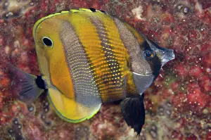 Butterflyfish: 80180584 Orange-banded Coralfish - in night colors