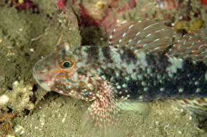Bianca: 80180585 Beautiful Goby - on night dive Bianca dive