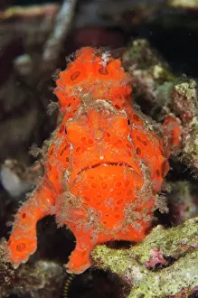 Pictus: 80180586 Painted Frogfish - on night dive Bianca