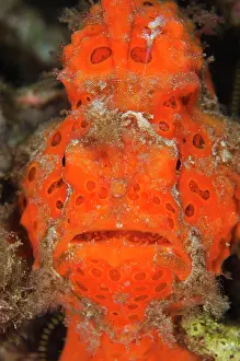 Pictus: 80180587 Painted Frogfish - on night dive Bianca