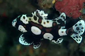 Sweetlips: 80180593 Many-spotted Sweetlips - Juvenile Makawide