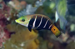 Fasciatus: 80180596 Barred Thicklip Wrasse Makawide Wall dive