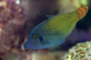 Filefish: 80180597 Orangetail Filefish Makawide Wall dive
