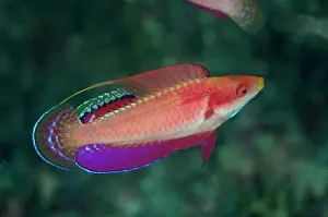 Fairy: 80180602 Tono's Wrasse - nupital display Tanjung
