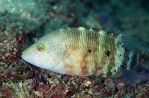 Tanjung: 80180604 Tripletail Wrasse Tanjung Kubur dive site