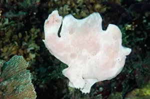 Pictus: 80180605 Painted Frogfish - jumping off coral ledge