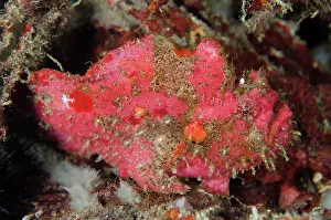 Frogfish: 80180608 Spotfin Frogfish - on night dive Retak