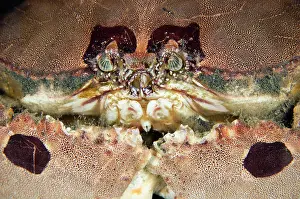 Calappa: 80180609 Box Crab - on black sand on night dive