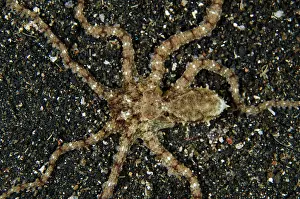 Retak: 80180611 White V Octopus - on black sand on night