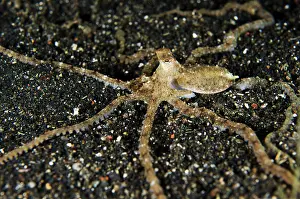 Retak: 80180612 White V Octopus - on black sand on night