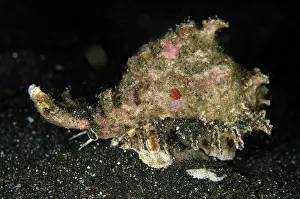 Retak: 80180613 Ramose Murex Snail - on black sand on night