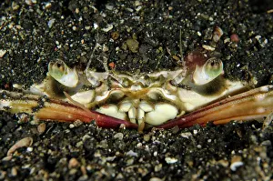 Buried: 80180614 Swimming Crab - buried in black sand on