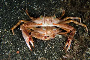 Crabs: 80180615 Swimming Crabs - Mating on black sand on