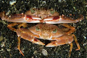 Crabs: 80180616 Swimming Crabs - mating on black sand on