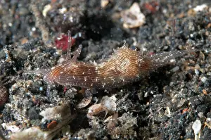 Striatus: 80180617 Lined Sea Hare - during night dive Retak