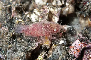 Cryptic: 80180619 Cryptic Sponge Shrimp - during night dive
