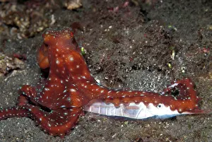 Starry: 80180621 Starry Night Octopus - with Rigid Shrimpfish