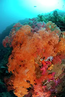 Polyp: 80180622 Soft Coral - with sun in background California