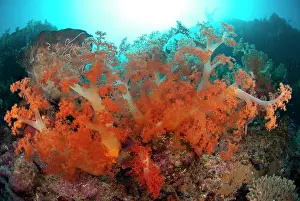 Polyp: 80180623 Soft Coral - with sun in background California