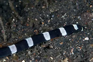 Saddled: 80180637 Saddled Snake Eel - on black sand during